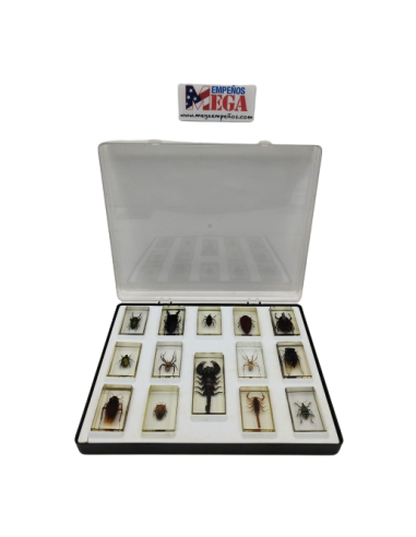 Colección de insectos